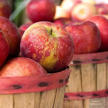 Orem Apple Orchard